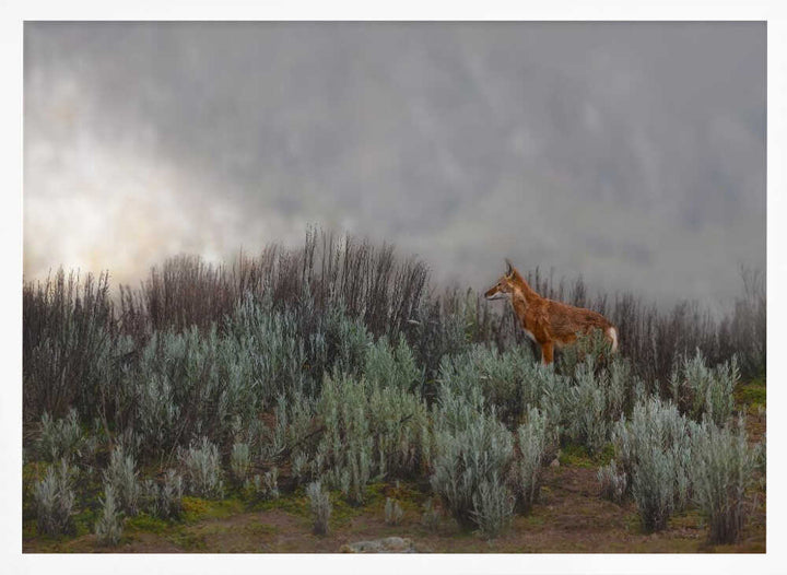 Maned Wolf In Mist - Stretched Canvas, Poster or Fine Art Print - I Heart Wall Art - Poster Print, Canvas Print or Framed Art Print