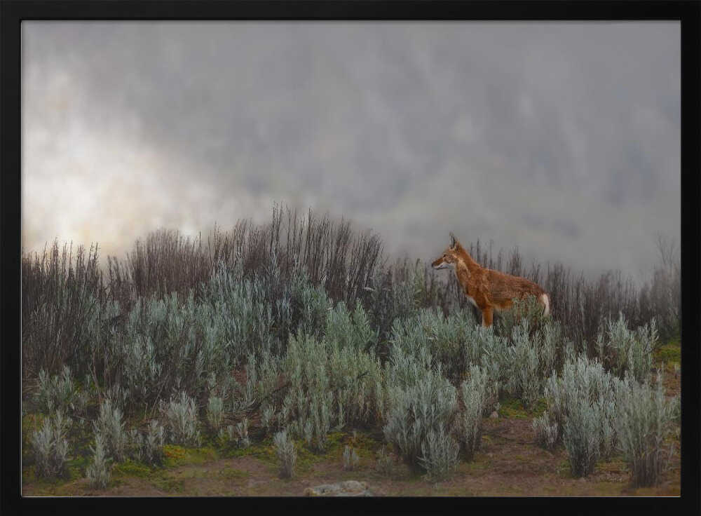 Maned Wolf In Mist - Stretched Canvas, Poster or Fine Art Print - I Heart Wall Art - Poster Print, Canvas Print or Framed Art Print