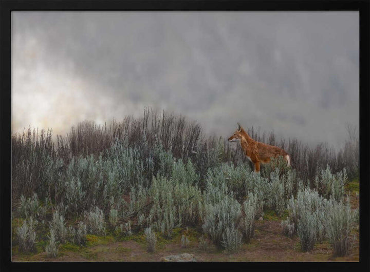 Maned Wolf In Mist - Stretched Canvas, Poster or Fine Art Print - I Heart Wall Art - Poster Print, Canvas Print or Framed Art Print
