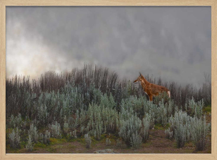 Maned Wolf In Mist - Stretched Canvas, Poster or Fine Art Print - I Heart Wall Art - Poster Print, Canvas Print or Framed Art Print