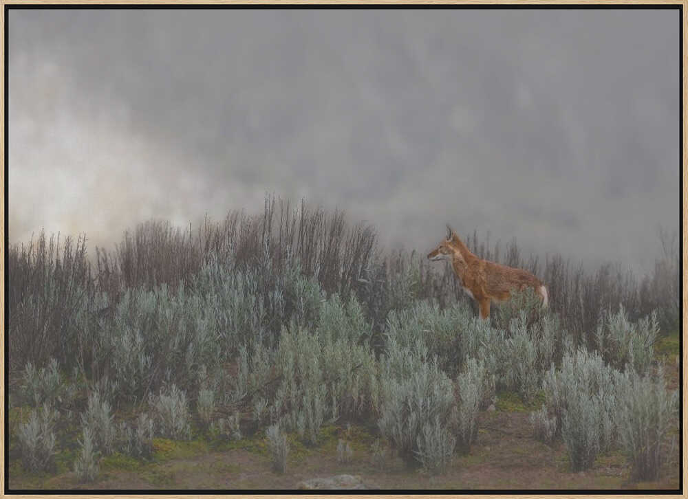 Maned Wolf In Mist - Stretched Canvas, Poster or Fine Art Print - I Heart Wall Art - Poster Print, Canvas Print or Framed Art Print