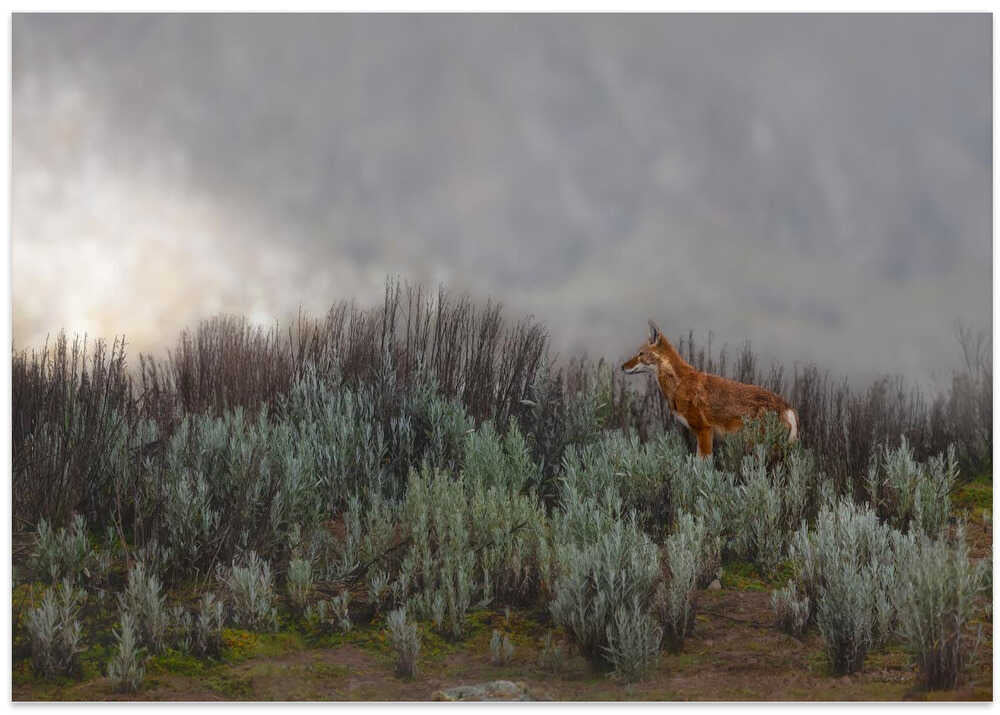Maned Wolf In Mist - Stretched Canvas, Poster or Fine Art Print - I Heart Wall Art - Poster Print, Canvas Print or Framed Art Print