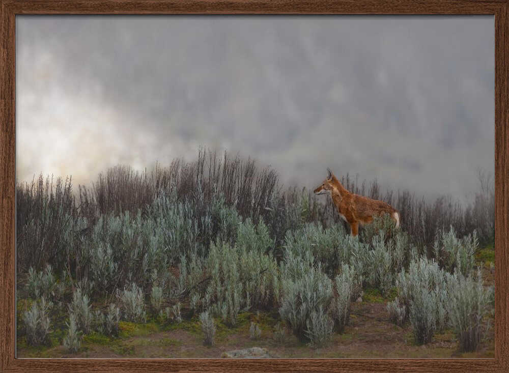Maned Wolf In Mist - Stretched Canvas, Poster or Fine Art Print - I Heart Wall Art - Poster Print, Canvas Print or Framed Art Print