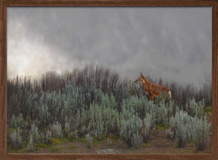 Maned Wolf In Mist - Stretched Canvas, Poster or Fine Art Print - I Heart Wall Art - Poster Print, Canvas Print or Framed Art Print