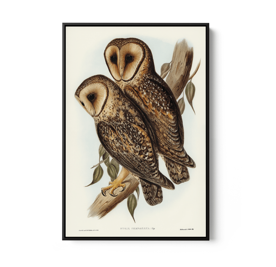 Masked Barn Owl By Elizabeth Gould (1804–1841) - Fine Art Print or Canvas Print - I Heart Wall Art - Poster Print, Canvas Print or Framed Art Print
