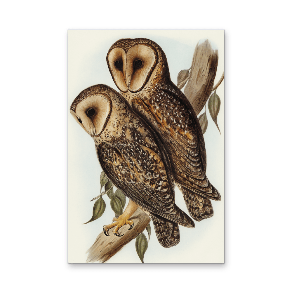 Masked Barn Owl By Elizabeth Gould (1804–1841) - Fine Art Print or Canvas Print - I Heart Wall Art - Poster Print, Canvas Print or Framed Art Print