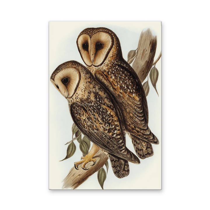 Masked Barn Owl By Elizabeth Gould (1804–1841) - Fine Art Print or Canvas Print - I Heart Wall Art - Poster Print, Canvas Print or Framed Art Print