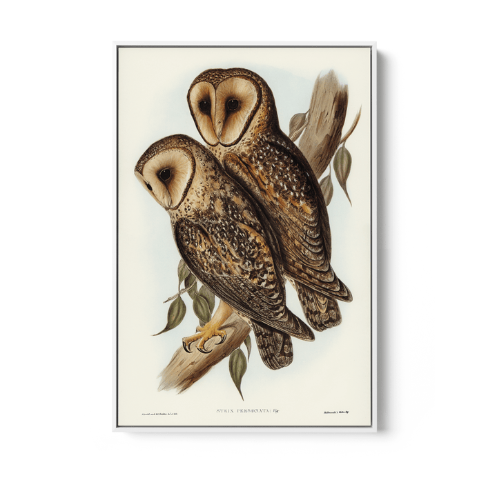 Masked Barn Owl By Elizabeth Gould (1804–1841) - Fine Art Print or Canvas Print - I Heart Wall Art - Poster Print, Canvas Print or Framed Art Print