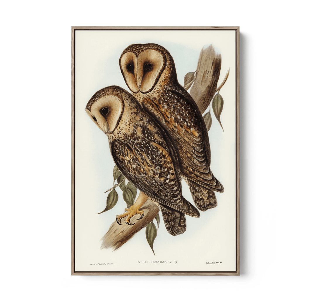 Masked Barn Owl By Elizabeth Gould (1804–1841) - Fine Art Print or Canvas Print - I Heart Wall Art - Poster Print, Canvas Print or Framed Art Print