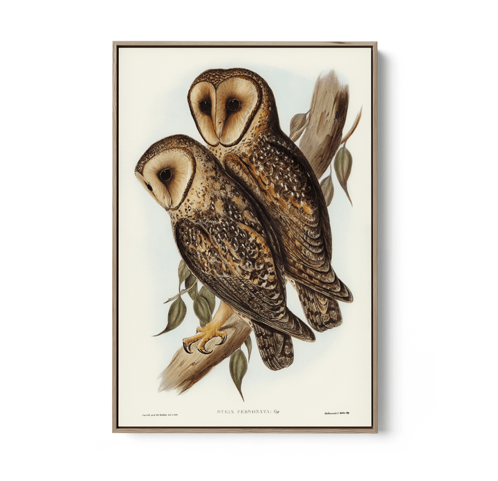 Masked Barn Owl By Elizabeth Gould (1804–1841) - Fine Art Print or Canvas Print - I Heart Wall Art - Poster Print, Canvas Print or Framed Art Print