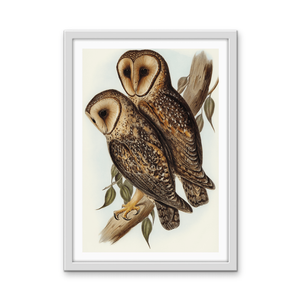 Masked Barn Owl By Elizabeth Gould (1804–1841) - Fine Art Print or Canvas Print - I Heart Wall Art - Poster Print, Canvas Print or Framed Art Print
