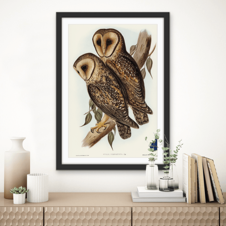 Masked Barn Owl By Elizabeth Gould (1804–1841) - Fine Art Print or Canvas Print - I Heart Wall Art - Poster Print, Canvas Print or Framed Art Print