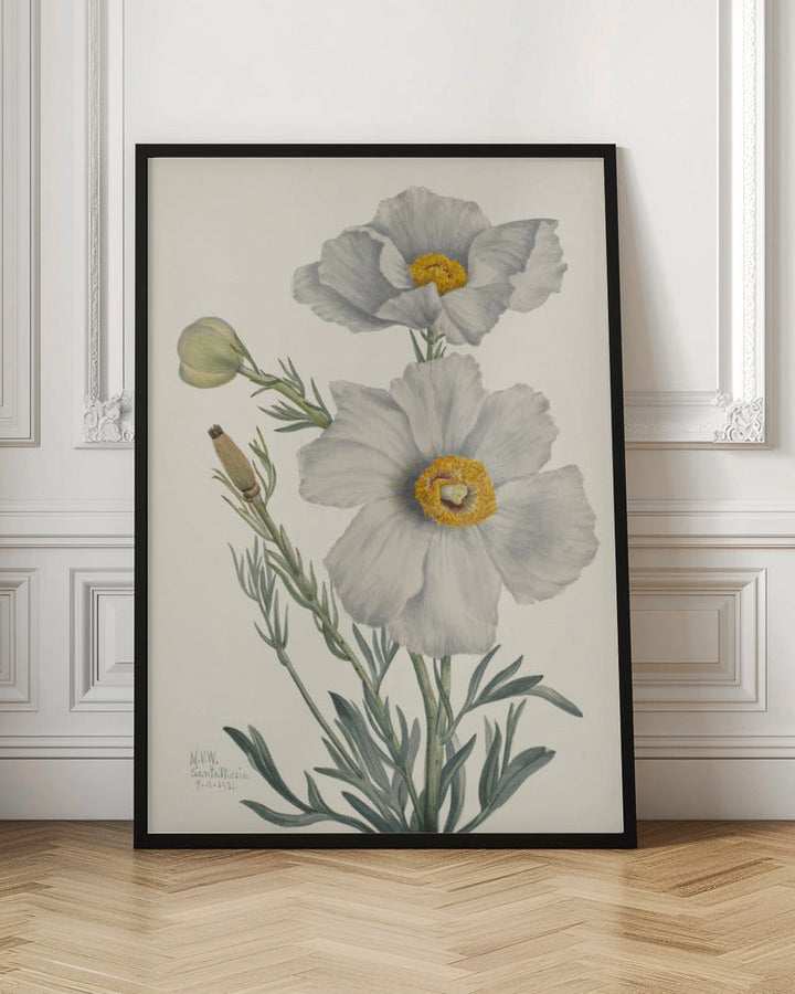 Matilija Poppy - Stretched Canvas, Poster or Fine Art Print I Heart Wall Art
