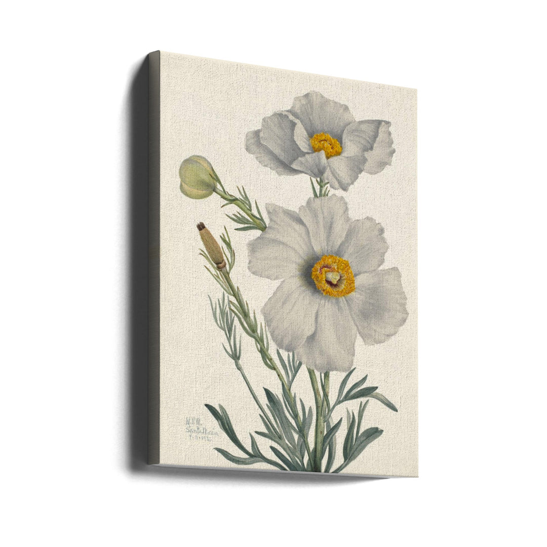 Matilija Poppy - Stretched Canvas, Poster or Fine Art Print I Heart Wall Art