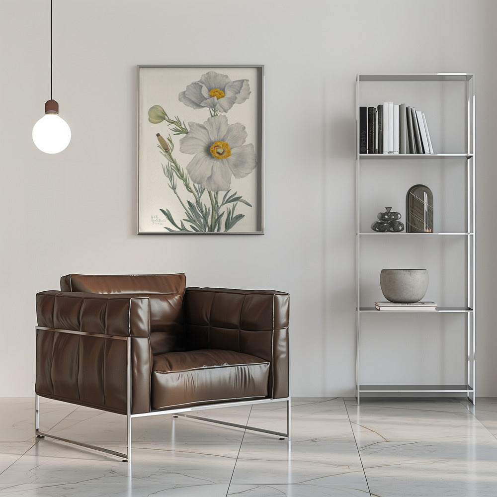 Matilija Poppy - Stretched Canvas, Poster or Fine Art Print I Heart Wall Art