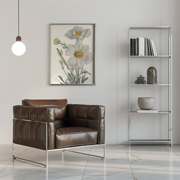 Matilija Poppy - Stretched Canvas, Poster or Fine Art Print I Heart Wall Art