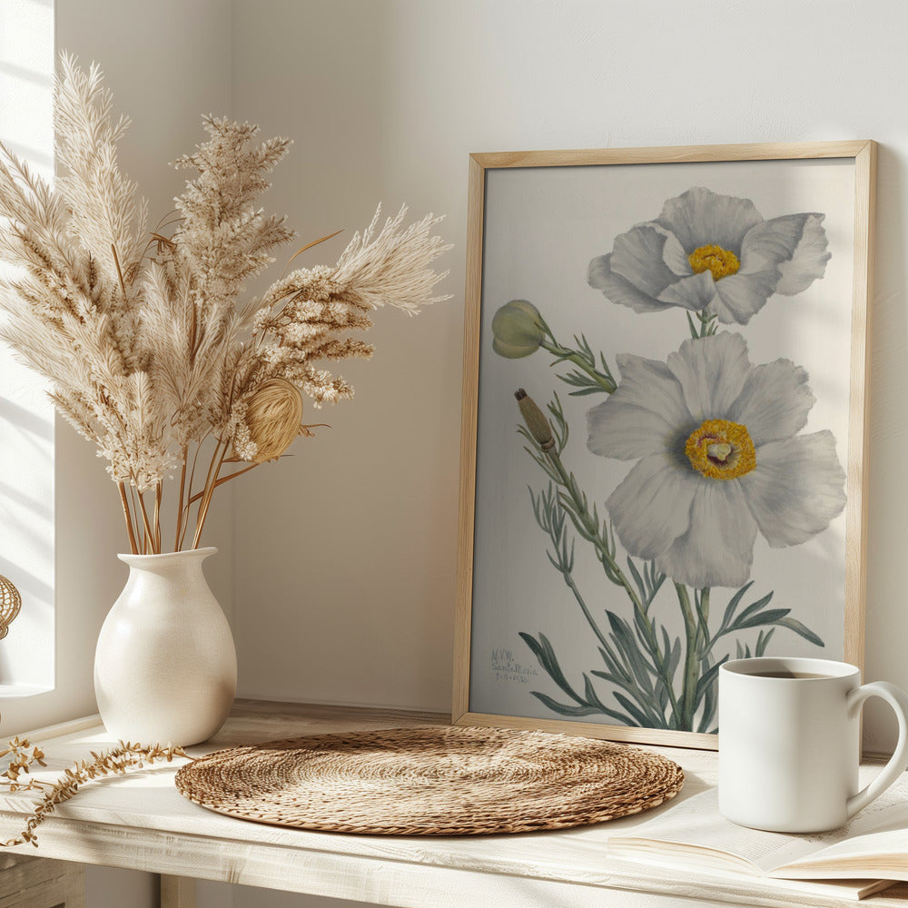Matilija Poppy - Stretched Canvas, Poster or Fine Art Print I Heart Wall Art