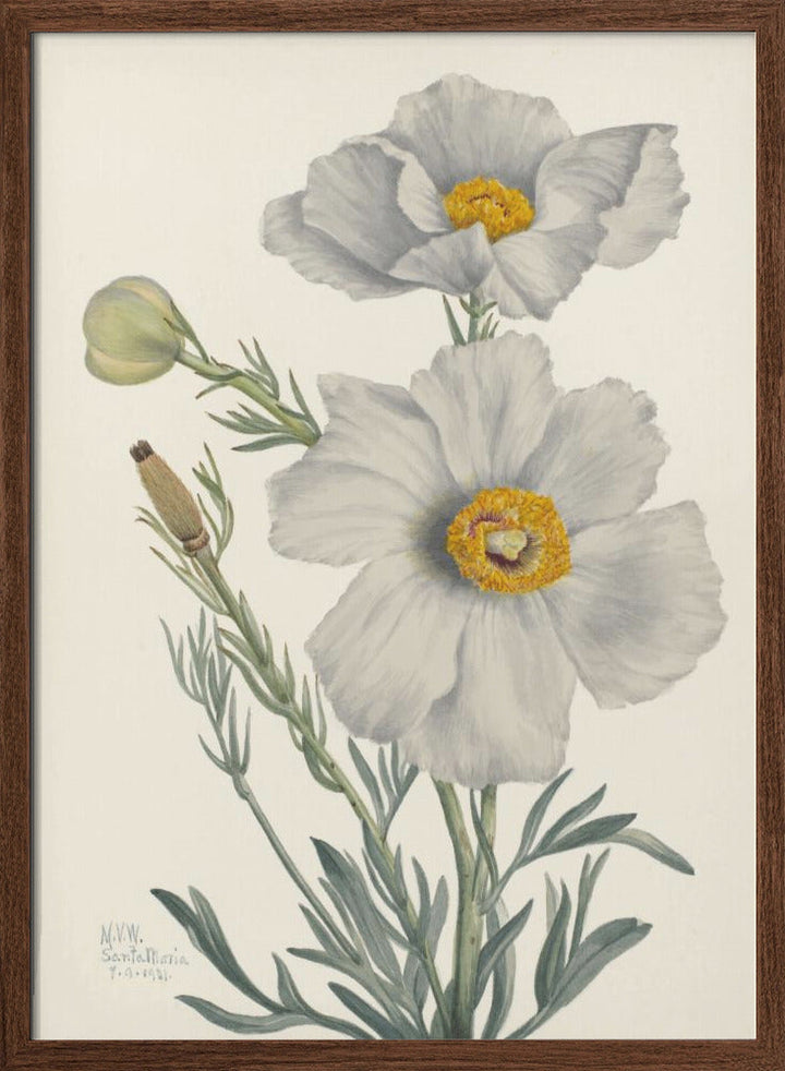 Matilija Poppy - Stretched Canvas, Poster or Fine Art Print I Heart Wall Art