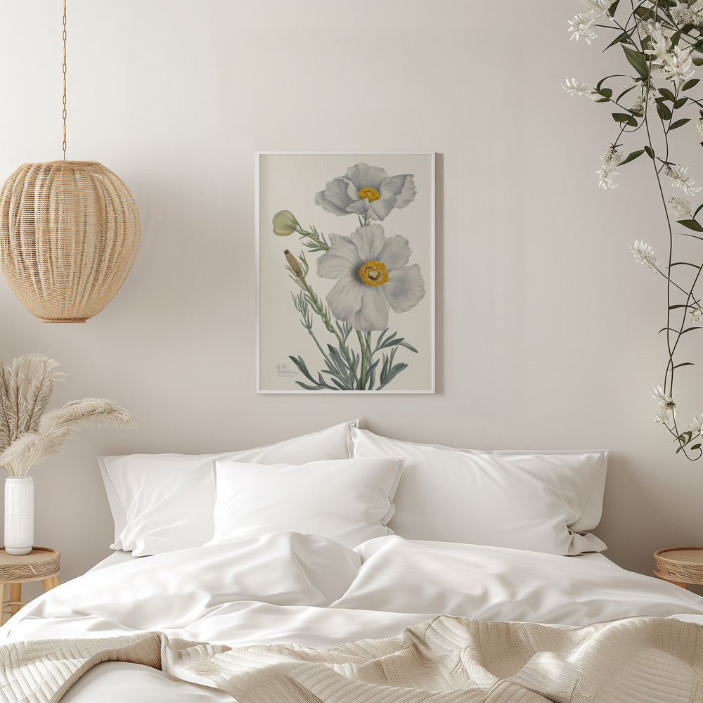 Matilija Poppy - Stretched Canvas, Poster or Fine Art Print I Heart Wall Art