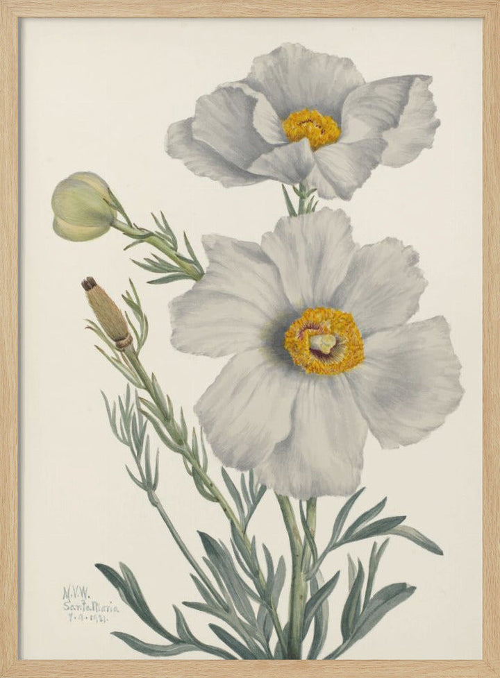 Matilija Poppy - Stretched Canvas, Poster or Fine Art Print I Heart Wall Art