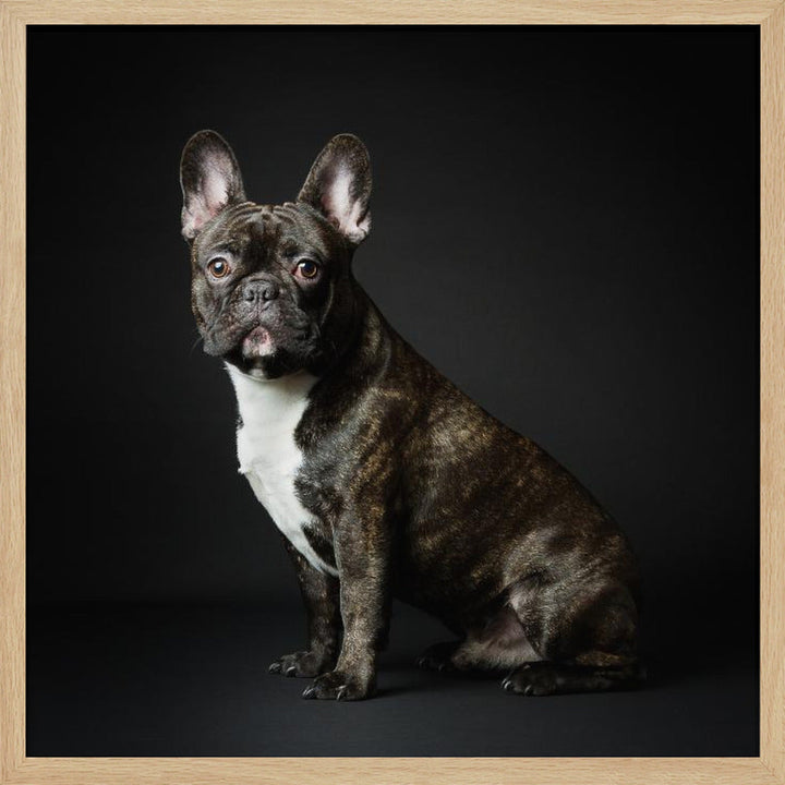 Max - Square Stretched Canvas, Poster or Fine Art Print I Heart Wall Art
