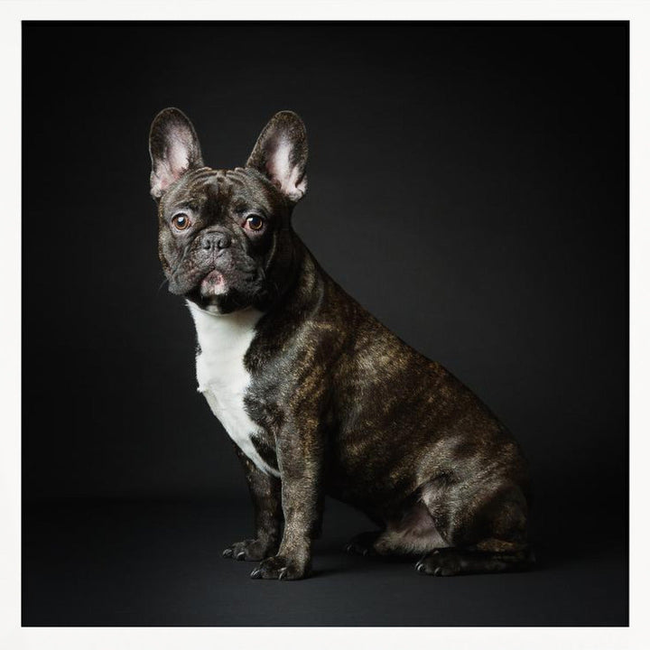 Max - Square Stretched Canvas, Poster or Fine Art Print I Heart Wall Art