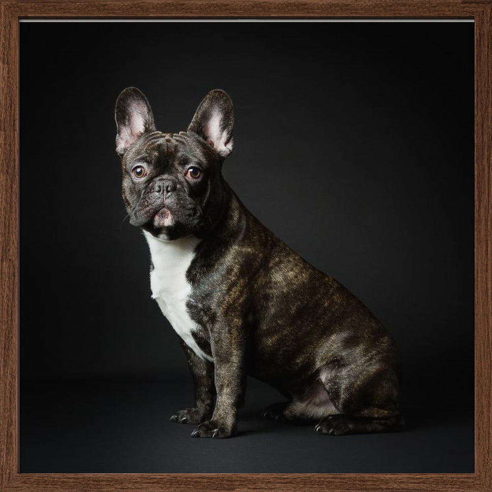 Max - Square Stretched Canvas, Poster or Fine Art Print I Heart Wall Art