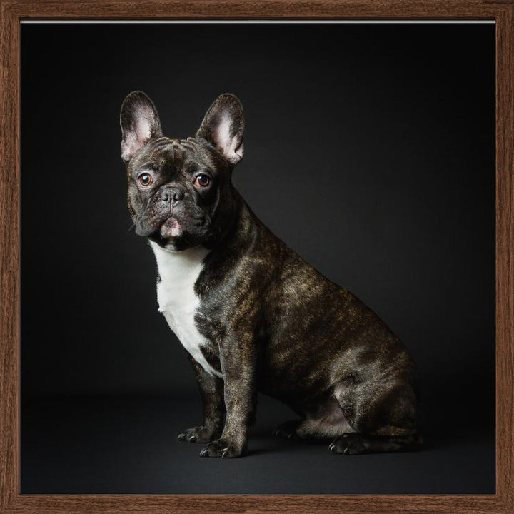 Max - Square Stretched Canvas, Poster or Fine Art Print I Heart Wall Art