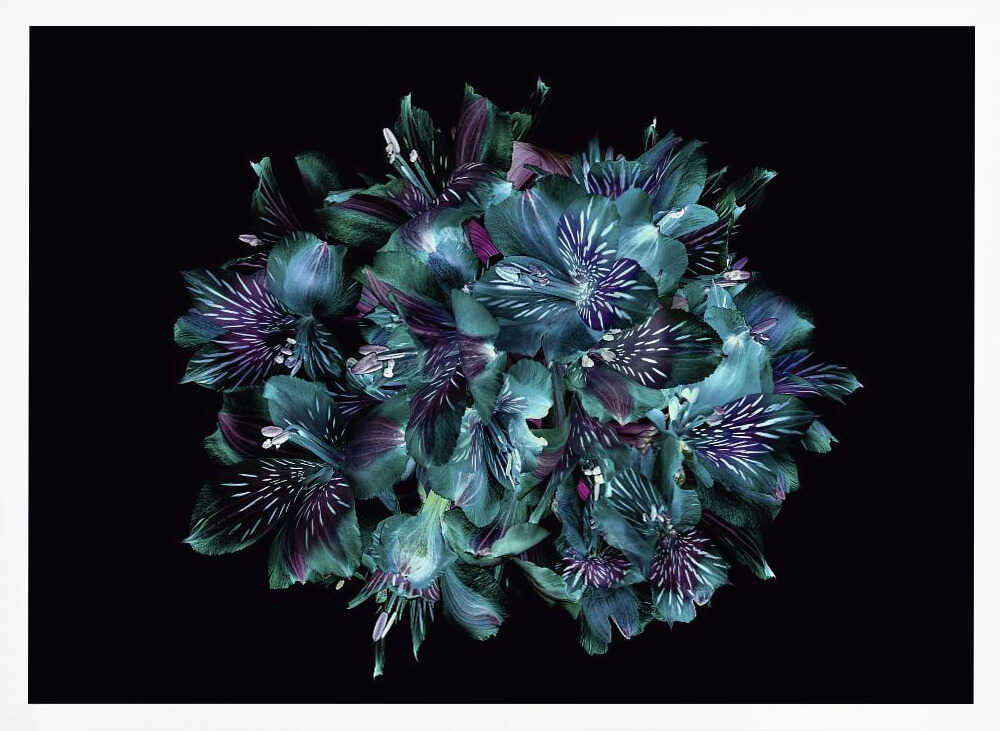Midnight Teal Flowers - Floral Photographic Stretched Canvas Poster or Fine Art Print