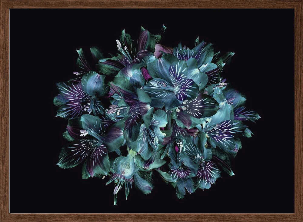 Midnight Teal Flowers - Floral Photographic Stretched Canvas Poster or Fine Art Print