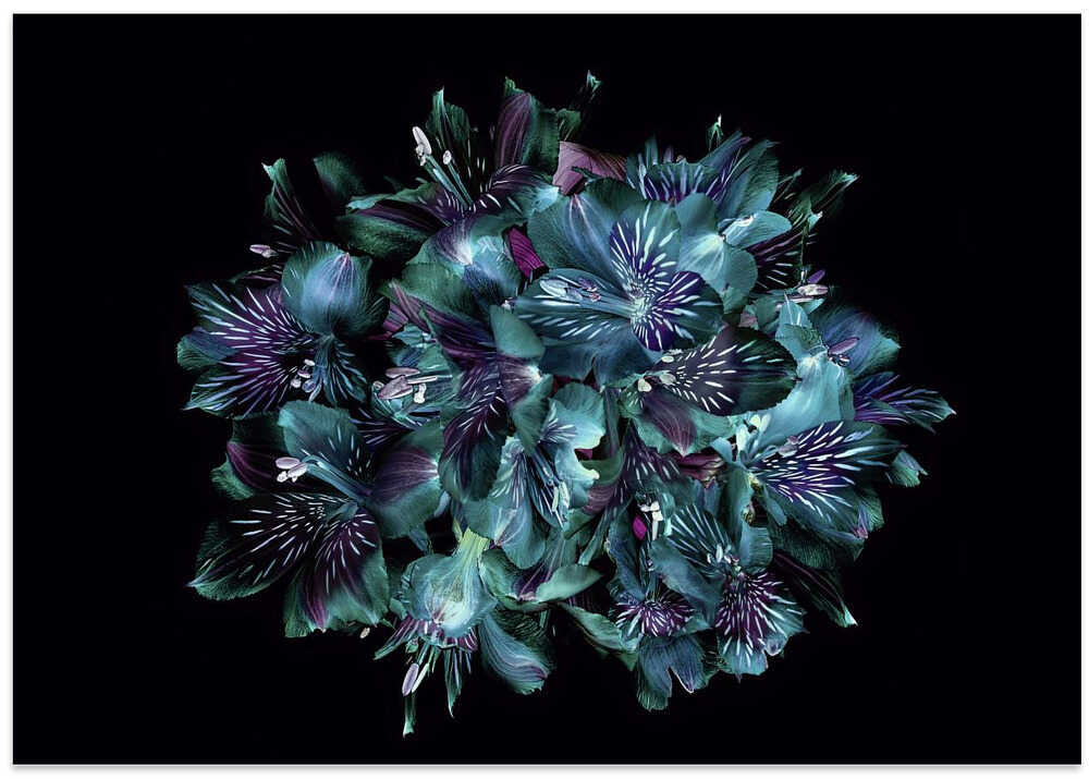 Midnight Teal Flowers - Floral Photographic Stretched Canvas Poster or Fine Art Print