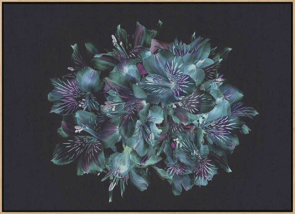 Midnight Teal Flowers - Floral Photographic Stretched Canvas Poster or Fine Art Print