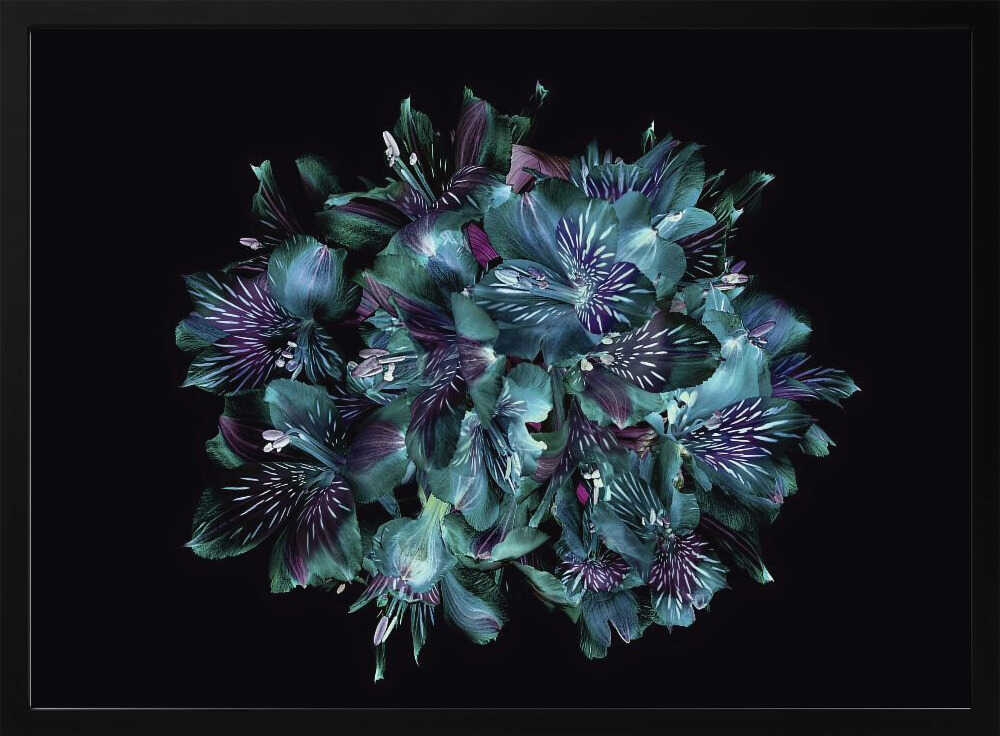 Midnight Teal Flowers - Floral Photographic Stretched Canvas Poster or Fine Art Print