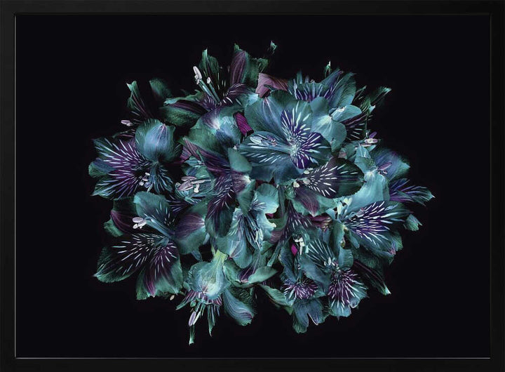Midnight Teal Flowers - Floral Photographic Stretched Canvas Poster or Fine Art Print
