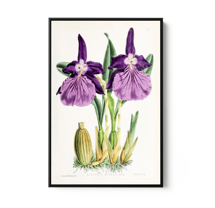 Miltonia Morelliana from The Floral Magazine (1861 - 1881) by Worthington G. Smith, John N. Fitch and Walter H. Fitch - Botanical Illustration Stretched Canvas or Wall Art Print - I Heart Wall Art - Poster Print, Canvas Print or Framed Art Print