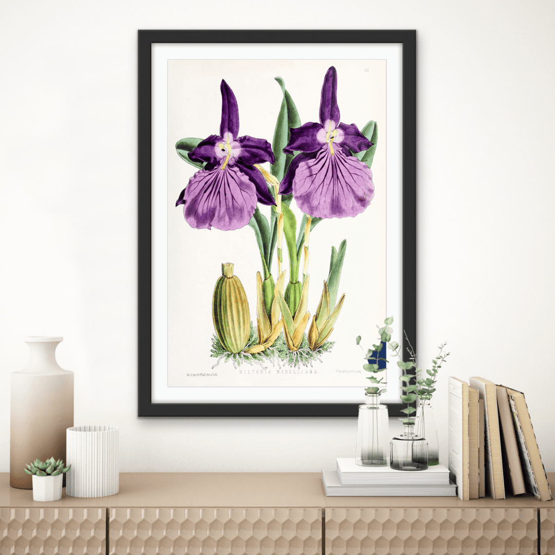 Miltonia Morelliana from The Floral Magazine (1861 - 1881) by Worthington G. Smith, John N. Fitch and Walter H. Fitch - Botanical Illustration Stretched Canvas or Wall Art Print - I Heart Wall Art - Poster Print, Canvas Print or Framed Art Print