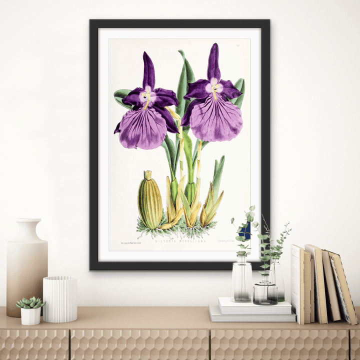 Miltonia Morelliana from The Floral Magazine (1861 - 1881) by Worthington G. Smith, John N. Fitch and Walter H. Fitch - Botanical Illustration Stretched Canvas or Wall Art Print - I Heart Wall Art - Poster Print, Canvas Print or Framed Art Print