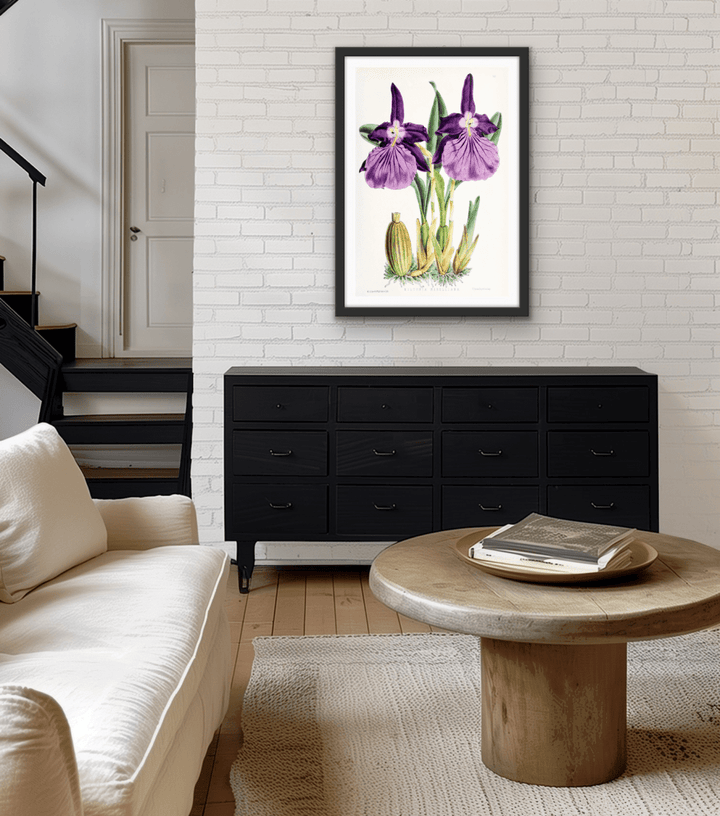 Miltonia Morelliana from The Floral Magazine (1861 - 1881) by Worthington G. Smith, John N. Fitch and Walter H. Fitch - Botanical Illustration Stretched Canvas or Wall Art Print - I Heart Wall Art - Poster Print, Canvas Print or Framed Art Print