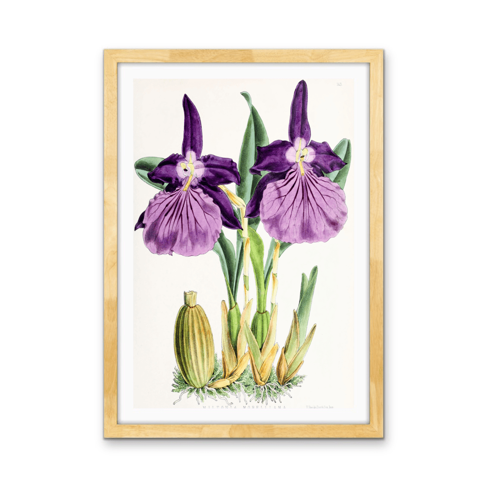 Miltonia Morelliana from The Floral Magazine (1861 - 1881) by Worthington G. Smith, John N. Fitch and Walter H. Fitch - Botanical Illustration Stretched Canvas or Wall Art Print - I Heart Wall Art - Poster Print, Canvas Print or Framed Art Print