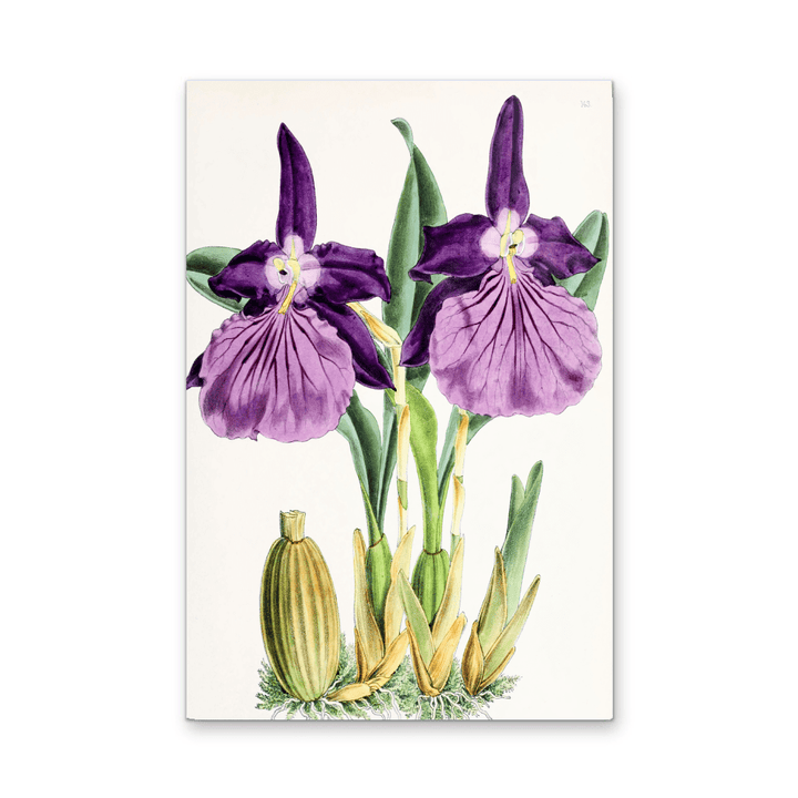 Miltonia Morelliana from The Floral Magazine (1861 - 1881) by Worthington G. Smith, John N. Fitch and Walter H. Fitch - Botanical Illustration Stretched Canvas or Wall Art Print - I Heart Wall Art - Poster Print, Canvas Print or Framed Art Print
