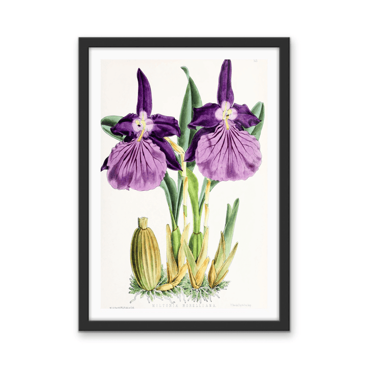 Miltonia Morelliana from The Floral Magazine (1861 - 1881) by Worthington G. Smith, John N. Fitch and Walter H. Fitch - Botanical Illustration Stretched Canvas or Wall Art Print - I Heart Wall Art - Poster Print, Canvas Print or Framed Art Print