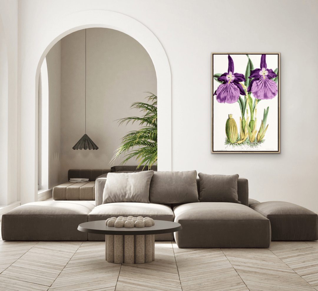 Miltonia Morelliana from The Floral Magazine (1861 - 1881) by Worthington G. Smith, John N. Fitch and Walter H. Fitch - Botanical Illustration Stretched Canvas or Wall Art Print - I Heart Wall Art - Poster Print, Canvas Print or Framed Art Print