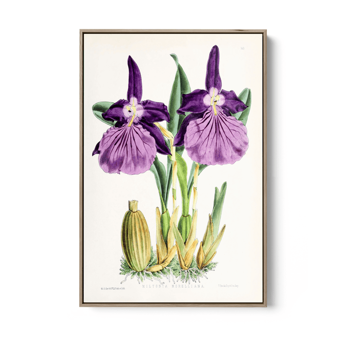 Miltonia Morelliana from The Floral Magazine (1861 - 1881) by Worthington G. Smith, John N. Fitch and Walter H. Fitch - Botanical Illustration Stretched Canvas or Wall Art Print - I Heart Wall Art - Poster Print, Canvas Print or Framed Art Print