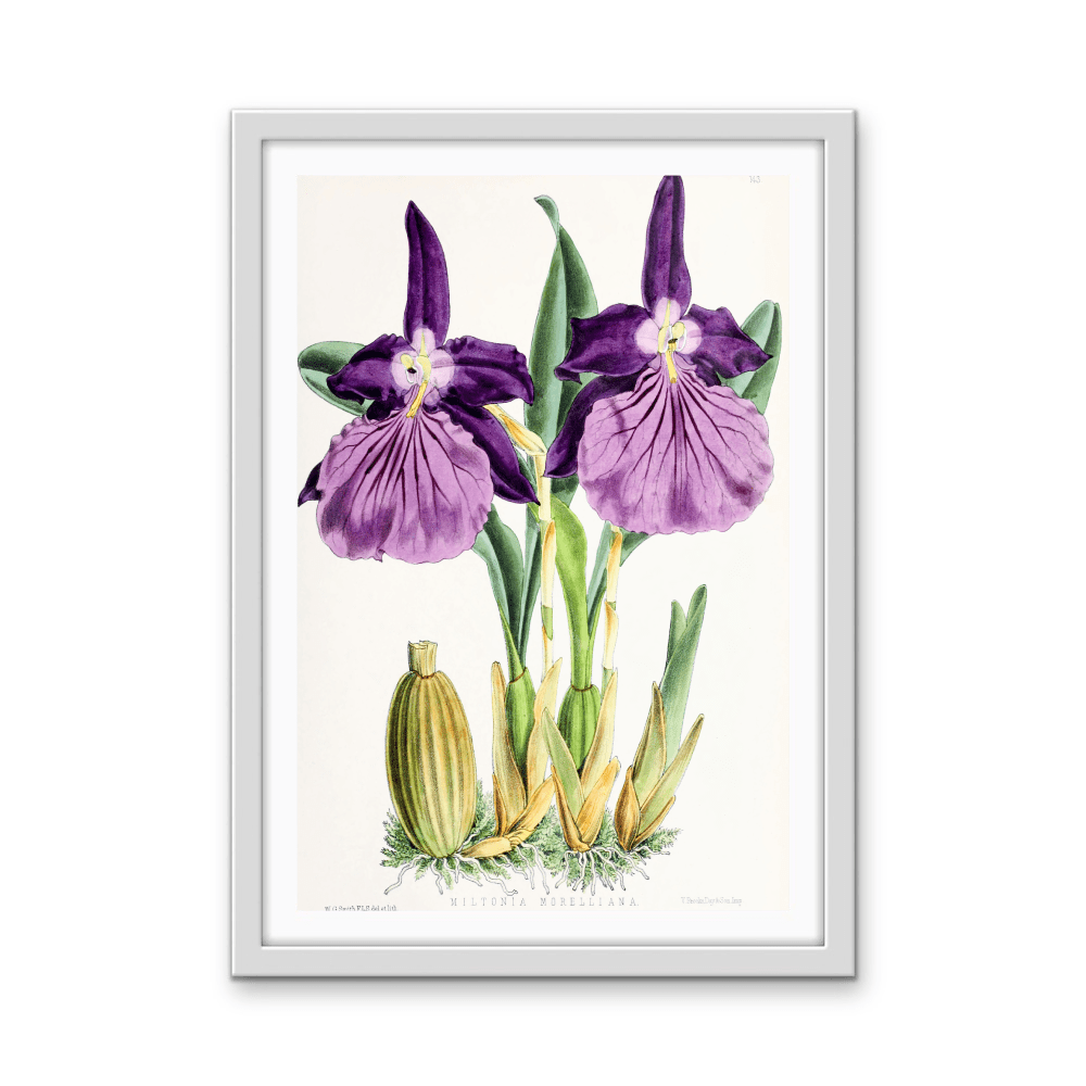 Miltonia Morelliana from The Floral Magazine (1861 - 1881) by Worthington G. Smith, John N. Fitch and Walter H. Fitch - Botanical Illustration Stretched Canvas or Wall Art Print - I Heart Wall Art - Poster Print, Canvas Print or Framed Art Print