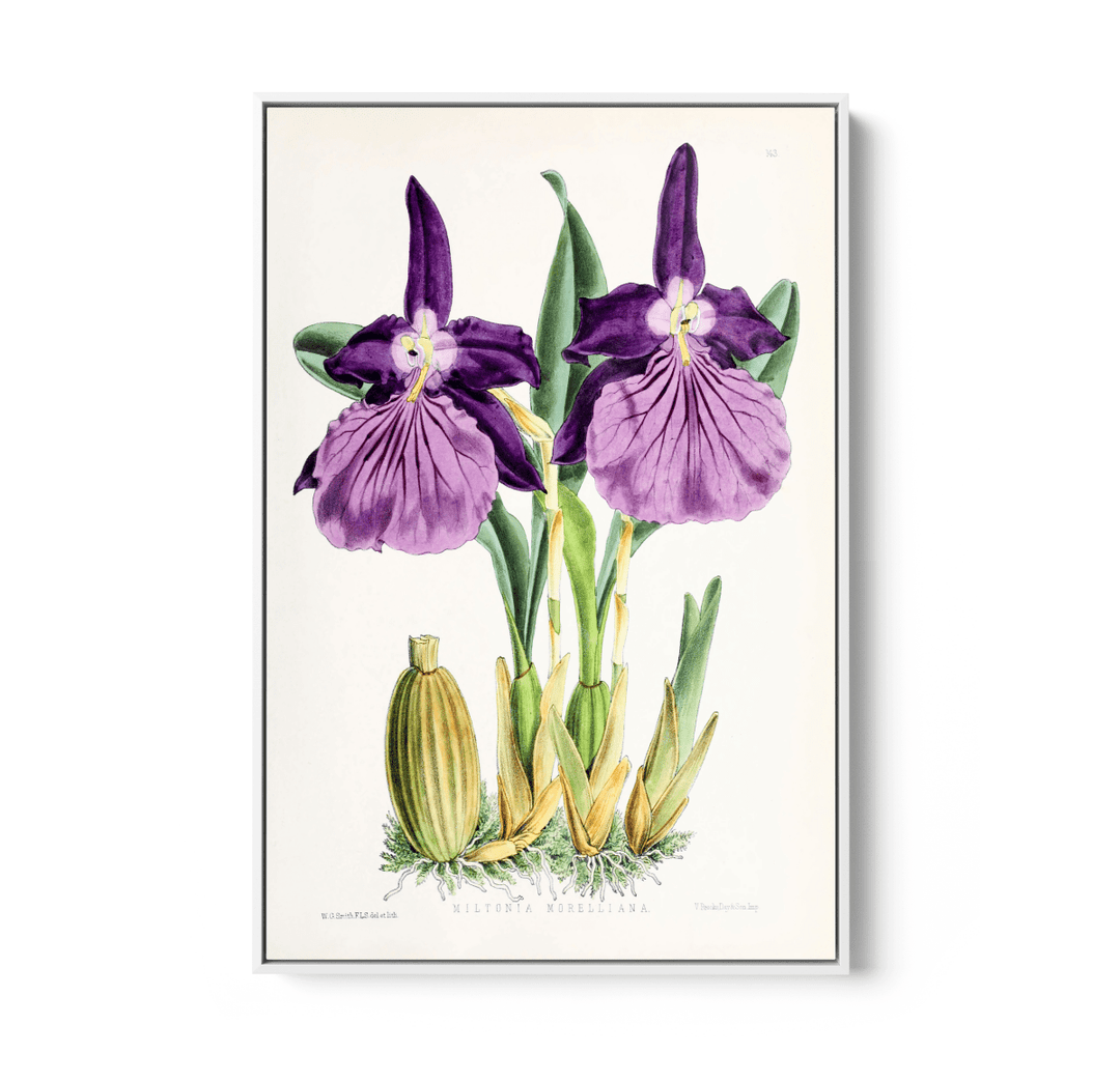Miltonia Morelliana from The Floral Magazine (1861 - 1881) by Worthington G. Smith, John N. Fitch and Walter H. Fitch - Botanical Illustration Stretched Canvas or Wall Art Print - I Heart Wall Art - Poster Print, Canvas Print or Framed Art Print
