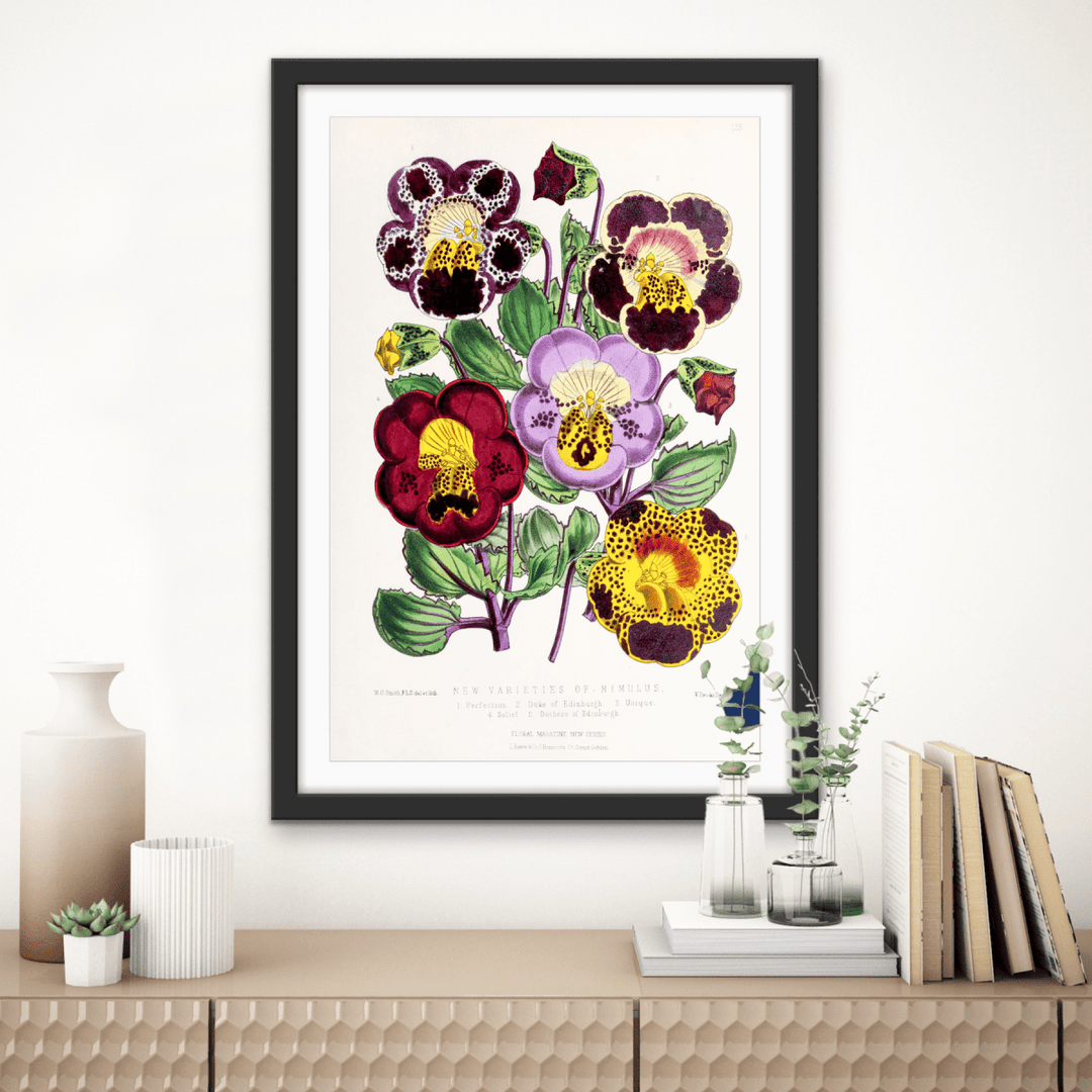 Mimulus or Monkeyflowers from The Floral Magazine (1861 - 1881) by Worthington G. Smith, John N. Fitch and Walter H. Fitch - Botanical Illustration Stretched Canvas or Wall Art Print - I Heart Wall Art - Poster Print, Canvas Print or Framed Art Print