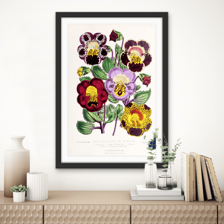 Mimulus or Monkeyflowers from The Floral Magazine (1861 - 1881) by Worthington G. Smith, John N. Fitch and Walter H. Fitch - Botanical Illustration Stretched Canvas or Wall Art Print - I Heart Wall Art - Poster Print, Canvas Print or Framed Art Print