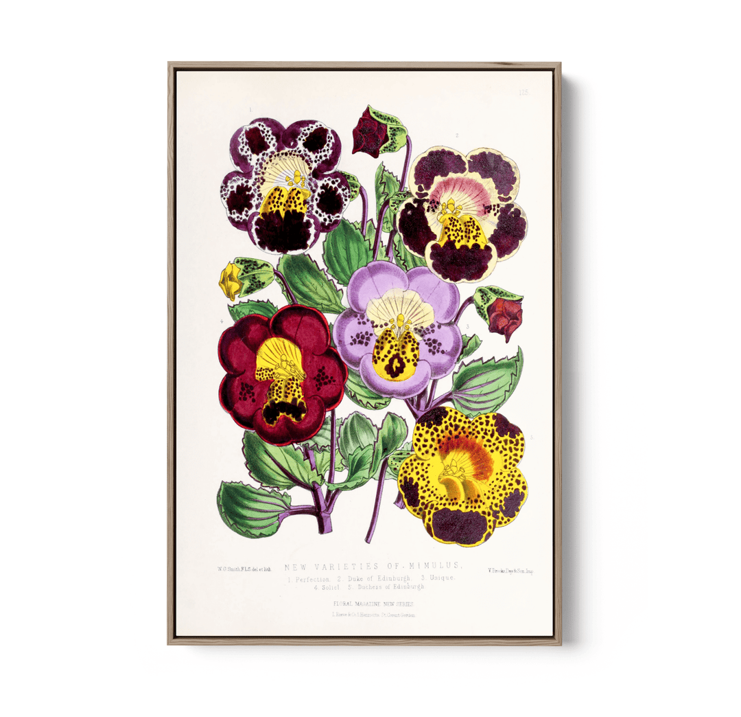 Mimulus or Monkeyflowers from The Floral Magazine (1861 - 1881) by Worthington G. Smith, John N. Fitch and Walter H. Fitch - Botanical Illustration Stretched Canvas or Wall Art Print - I Heart Wall Art - Poster Print, Canvas Print or Framed Art Print