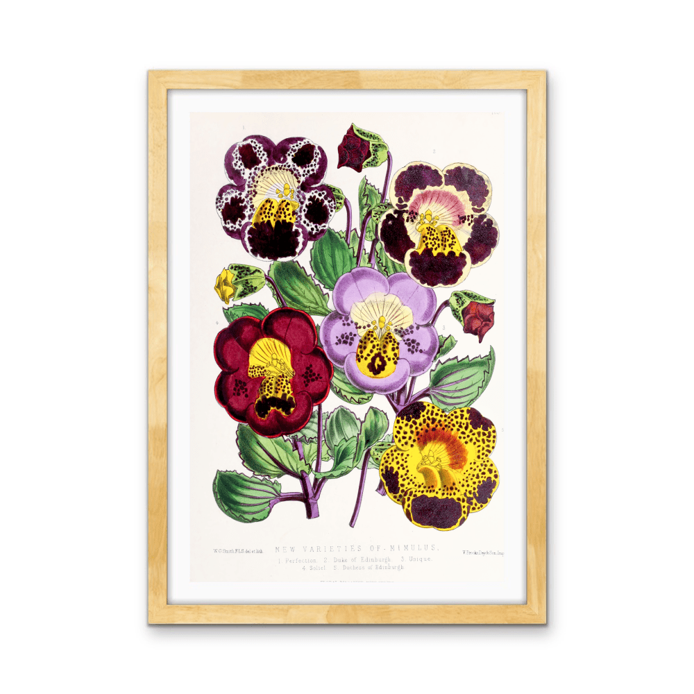 Mimulus or Monkeyflowers from The Floral Magazine (1861 - 1881) by Worthington G. Smith, John N. Fitch and Walter H. Fitch - Botanical Illustration Stretched Canvas or Wall Art Print - I Heart Wall Art - Poster Print, Canvas Print or Framed Art Print