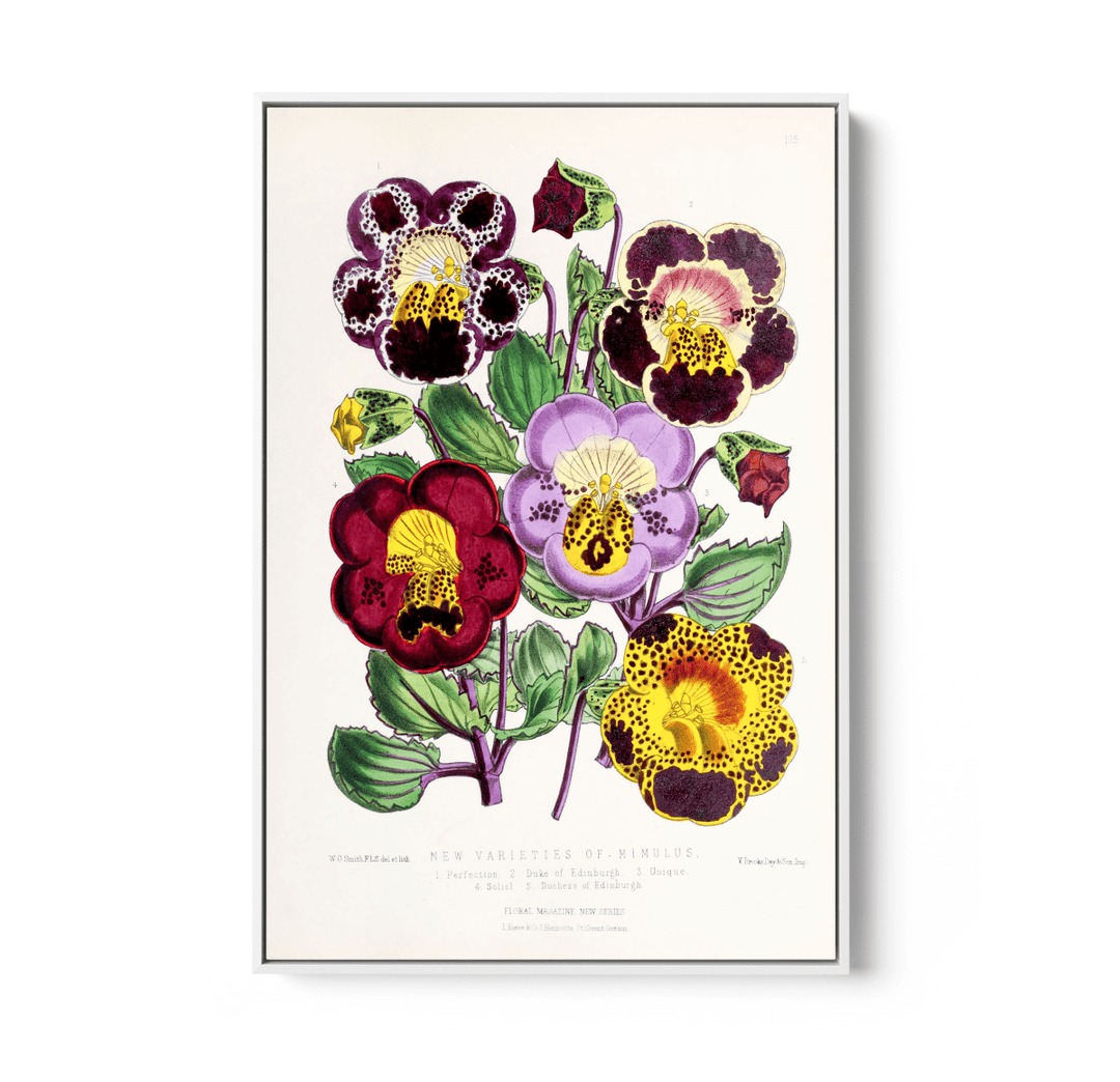 Mimulus or Monkeyflowers from The Floral Magazine (1861 - 1881) by Worthington G. Smith, John N. Fitch and Walter H. Fitch - Botanical Illustration Stretched Canvas or Wall Art Print - I Heart Wall Art - Poster Print, Canvas Print or Framed Art Print